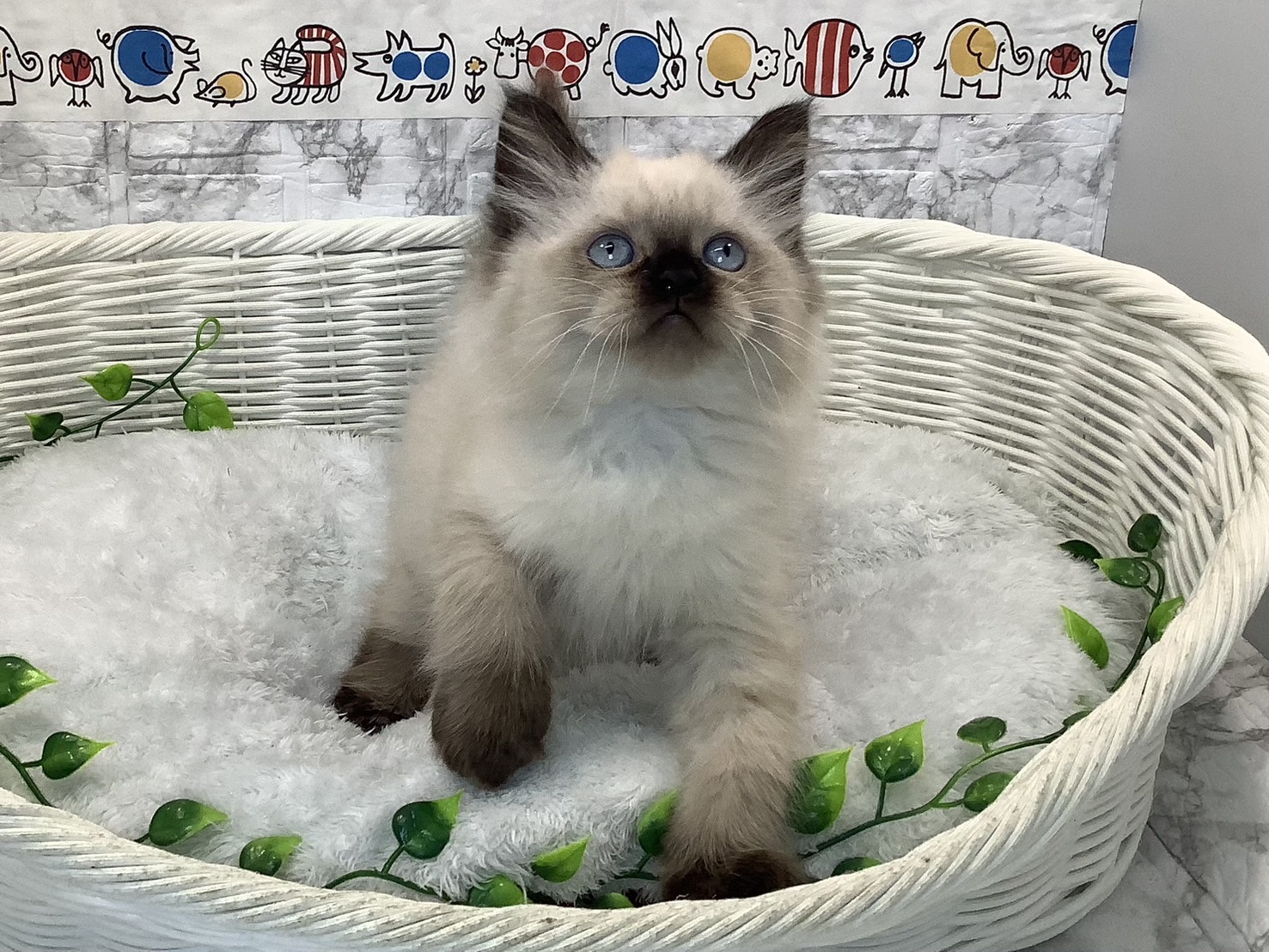 奈良県のヒマラヤン (マルエスペット はんな店/2025年5月18日生まれ/男の子/シールポイント)の子猫の3枚目の画像
