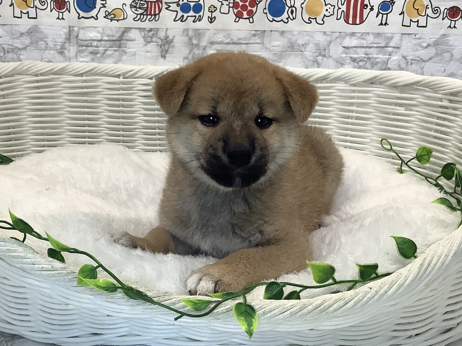 静岡県の柴犬(標準サイズ) (マルエスペット富士見台店/2025年5月18日生まれ/男の子/赤)の子犬の3枚目の画像