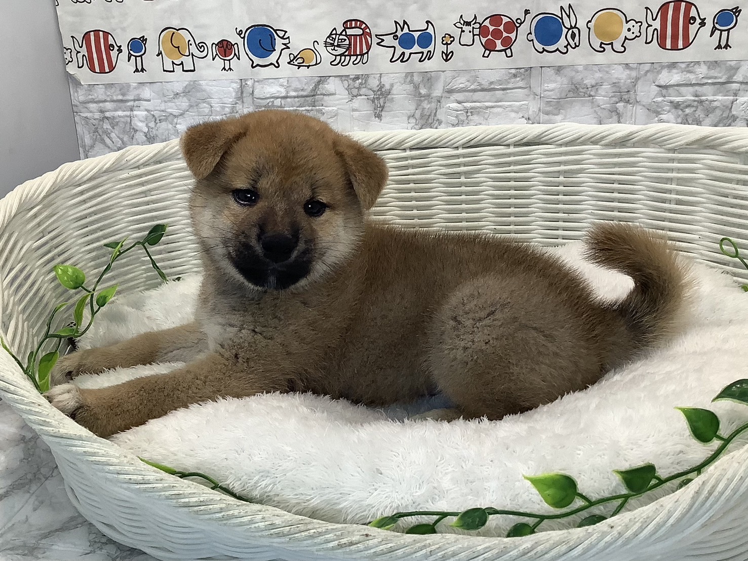 静岡県の柴犬(標準サイズ) (マルエスペット富士見台店/2025年5月18日生まれ/男の子/赤)の子犬の2枚目の画像