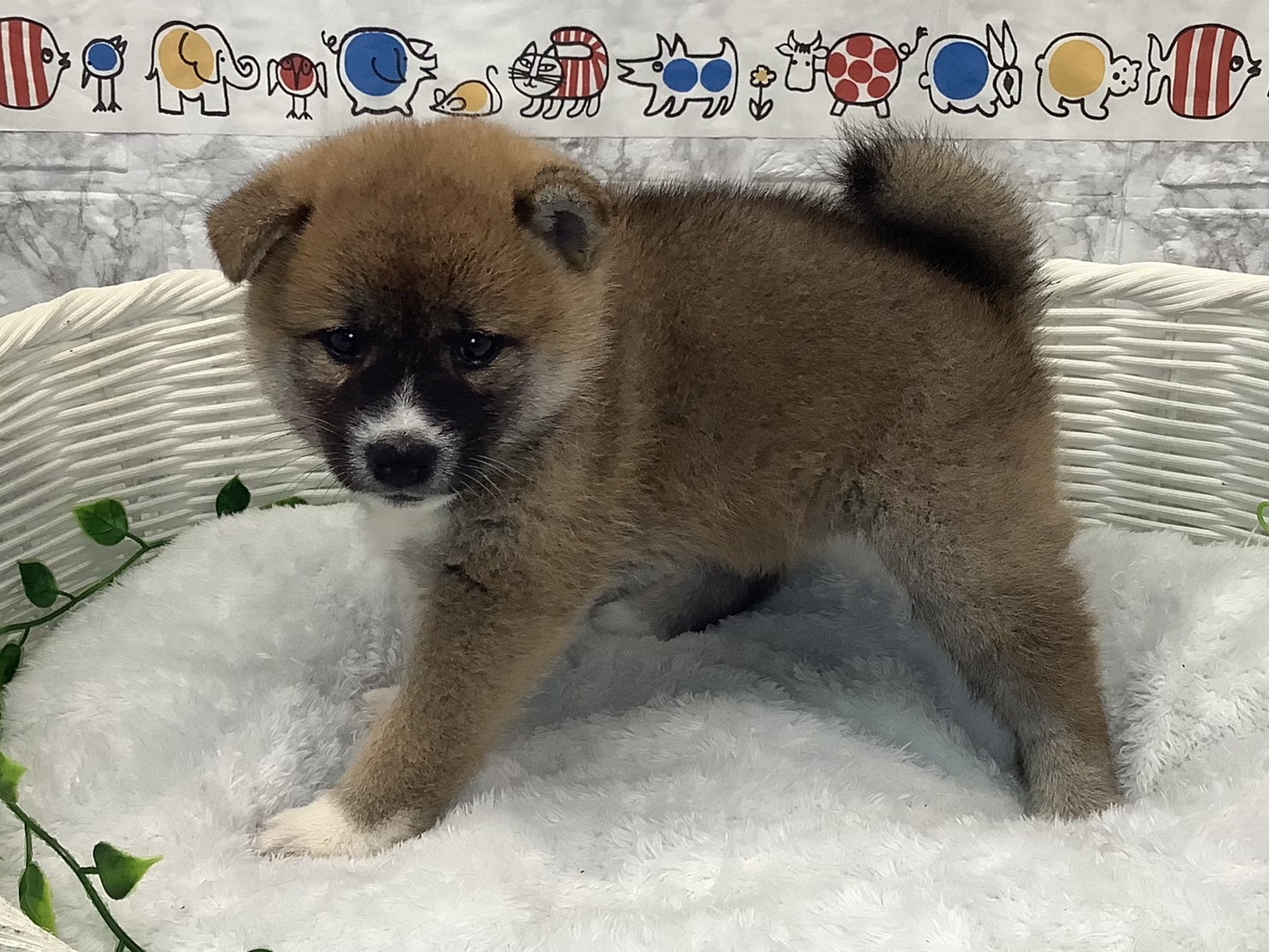 奈良県の柴犬(標準サイズ) (マルエスペット いかるが店/2025年5月19日生まれ/女の子/赤)の子犬の3枚目の画像