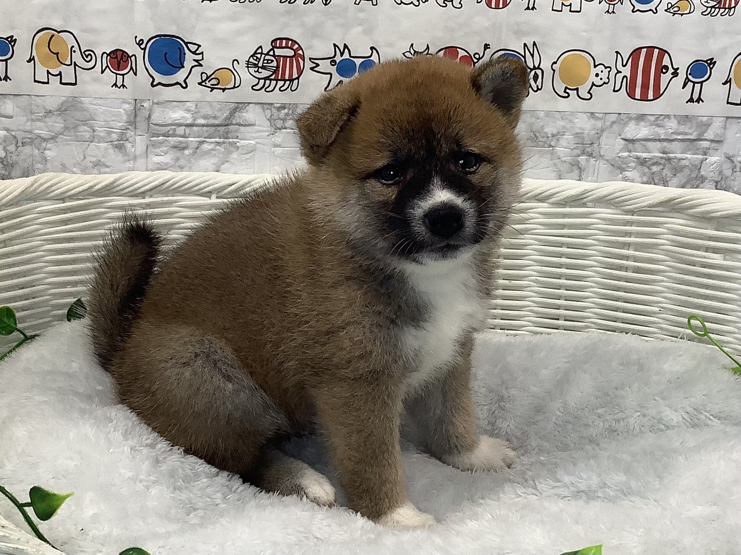 奈良県の柴犬(標準サイズ) (マルエスペット いかるが店/2025年5月19日生まれ/女の子/赤)の子犬の2枚目の画像