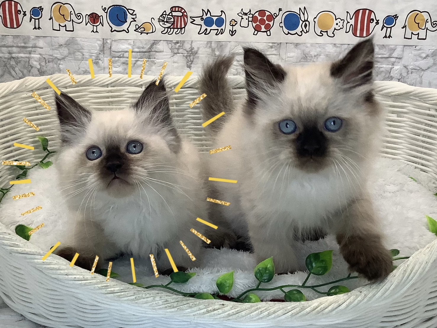 奈良県のヒマラヤン (マルエスペット はんな店/2025年5月18日生まれ/男の子/シールポイント)の子猫の4枚目の画像