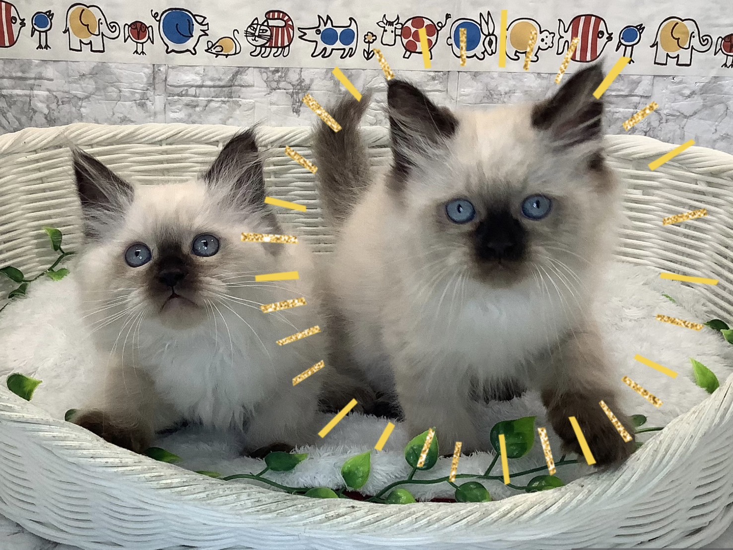 奈良県のヒマラヤン (マルエスペット 奈良店/2025年5月18日生まれ/女の子/シールポイント)の子猫の4枚目の画像