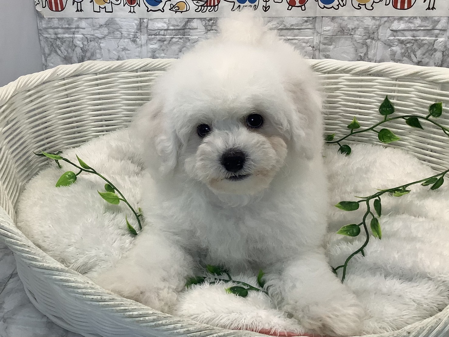 静岡県のビションフリーゼ (マルエスペット御殿場店/2025年5月25日生まれ/男の子/ホワイト)の子犬の3枚目の画像