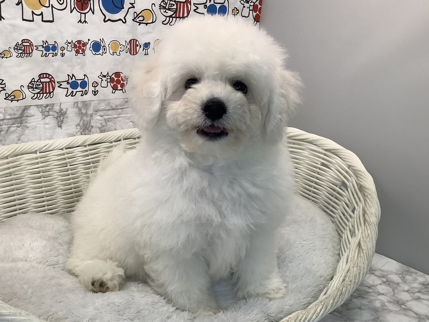 静岡県のビションフリーゼ (マルエスペット御殿場店/2025年5月25日生まれ/男の子/ホワイト)の子犬の2枚目の画像