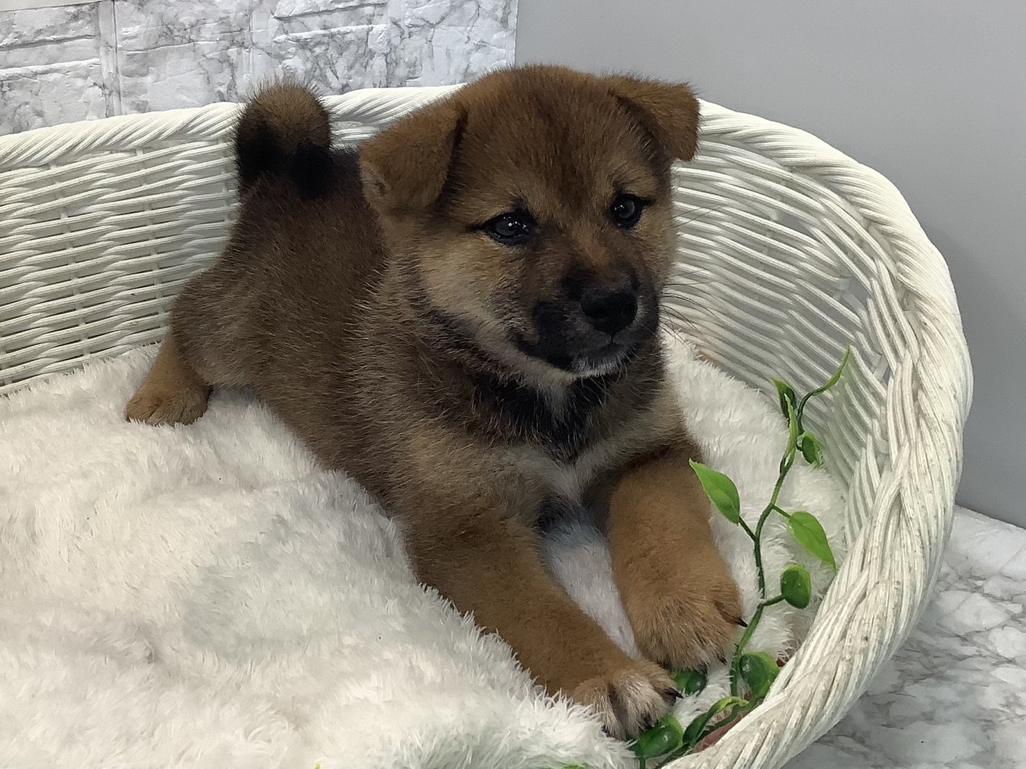 奈良県の柴犬(標準サイズ) (マルエスペット 奈良店/2025年5月26日生まれ/男の子/赤)の子犬の2枚目の画像
