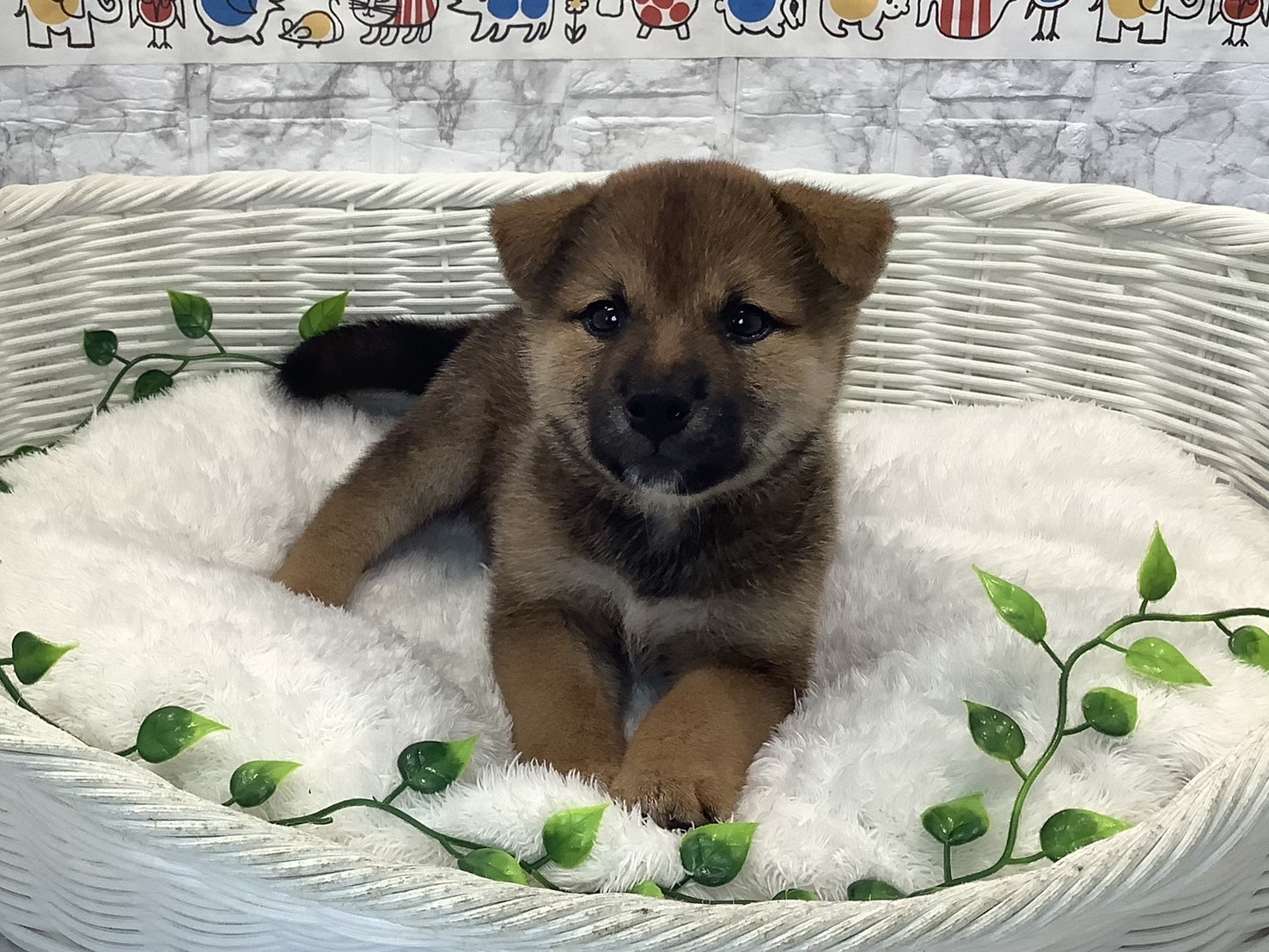 奈良県の柴犬(標準サイズ) (マルエスペット 奈良店/2025年5月26日生まれ/男の子/赤)の子犬の3枚目の画像