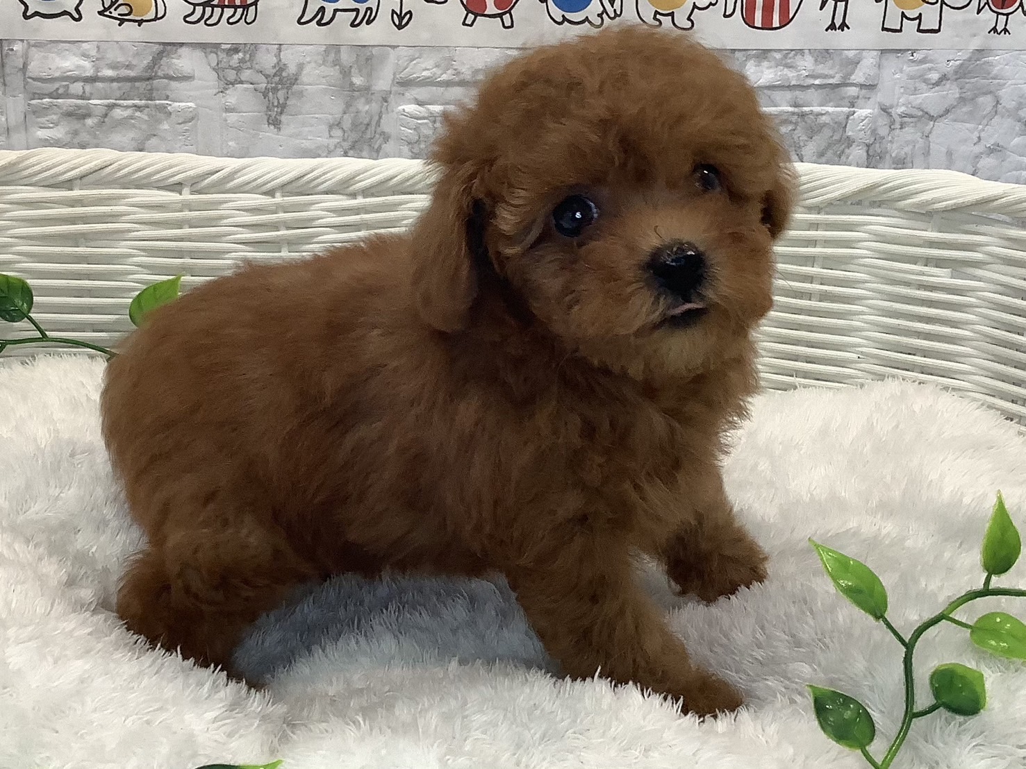 奈良県のトイプードル(トイ) (マルエスペット 富雄店/2025年5月26日生まれ/女の子/レッド)の子犬の3枚目の画像