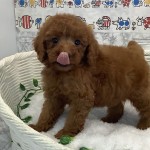 静岡県のトイプードル(トイ) (マルエスペット富士見台店/2025年6月2日生まれ/男の子/レッド)の子犬の3枚目の画像