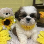 静岡県のシーズー (マルエスペット富士店/2025年6月23日生まれ/男の子/ホワイトゴールド)の子犬の4枚目の画像