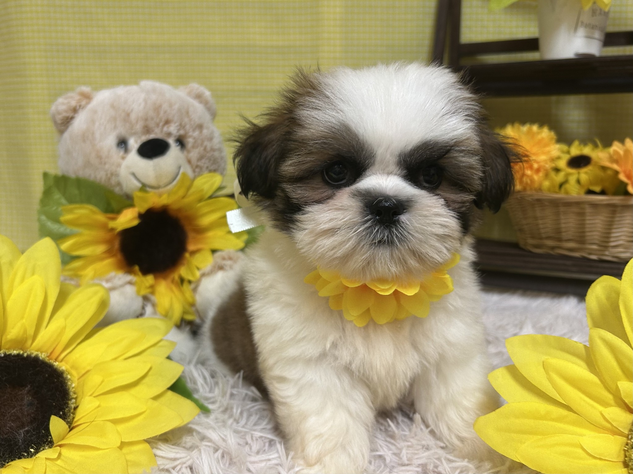 静岡県のシーズー (マルエスペット富士店/2025年6月23日生まれ/男の子/ホワイトゴールド)の子犬の4枚目の画像