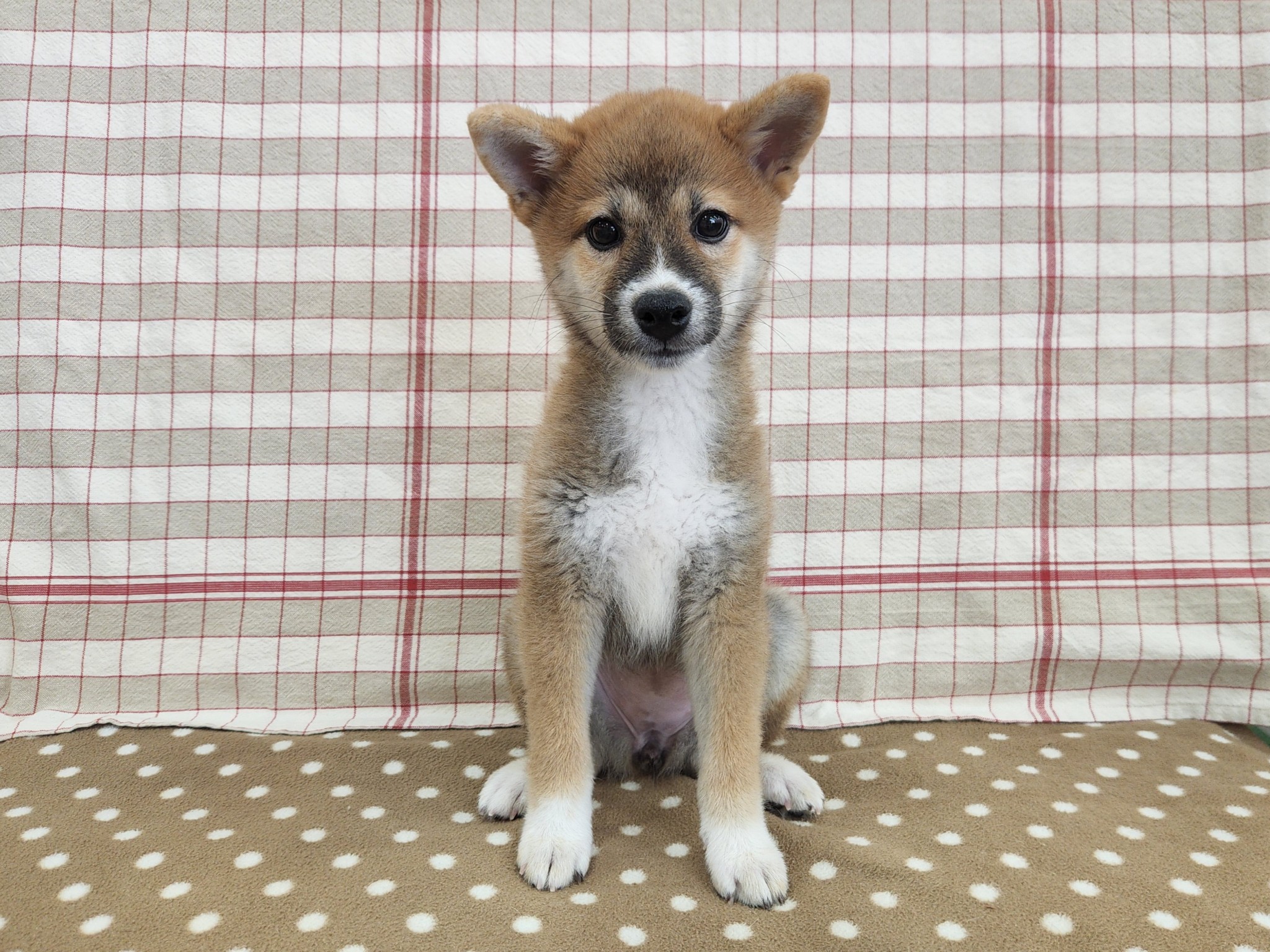 奈良県の柴犬(標準サイズ) (マルエスペット いかるが店/2025年5月19日生まれ/女の子/赤)の子犬の4枚目の画像