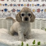奈良県のアメリカンコッカースパニエル (マルエスペット いかるが店/2025年6月21日生まれ/男の子/バフ)の子犬の4枚目の画像
