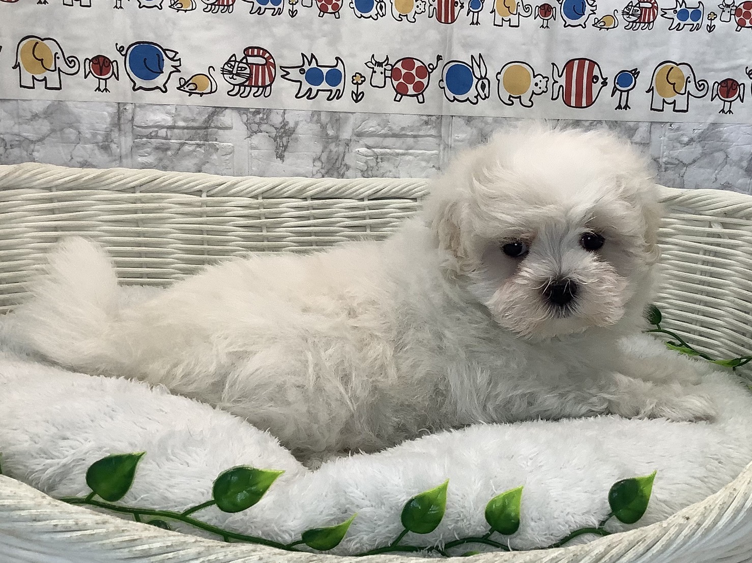 千葉県のマルチーズ (マルエスペット千鳥町店/2025年5月27日生まれ/男の子/ホワイト)の子犬の2枚目の画像
