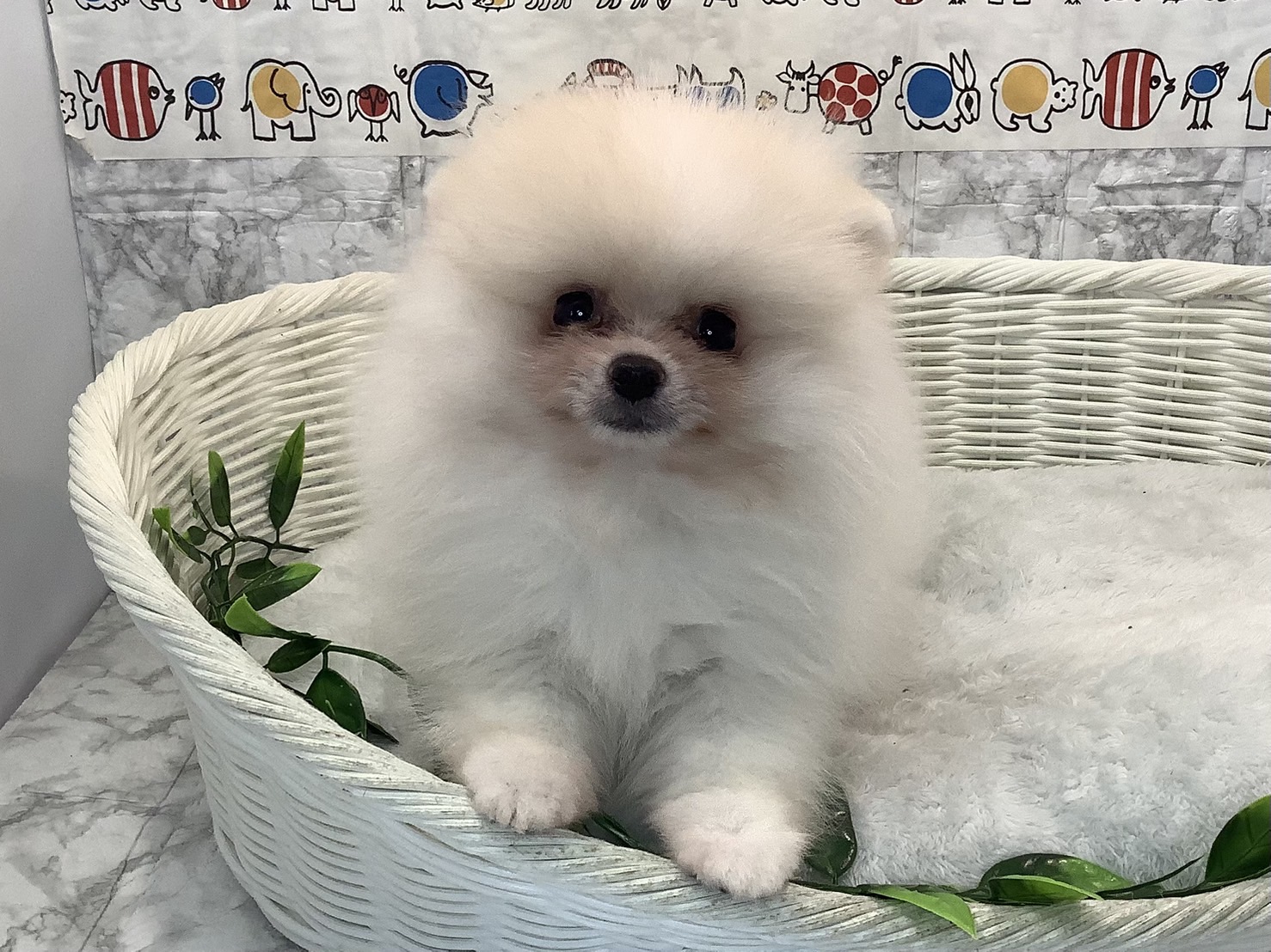 奈良県のポメラニアン (マルエスペット はんな店/2025年6月6日生まれ/男の子/クリーム)の子犬の2枚目の画像