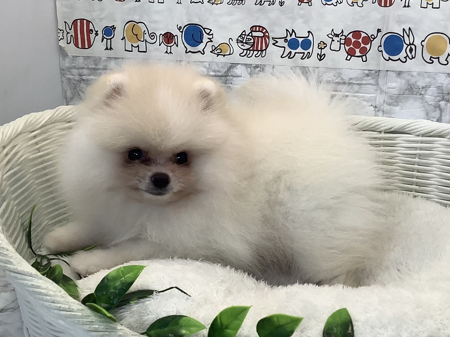 奈良県のポメラニアン (マルエスペット はんな店/2025年6月6日生まれ/男の子/クリーム)の子犬の3枚目の画像