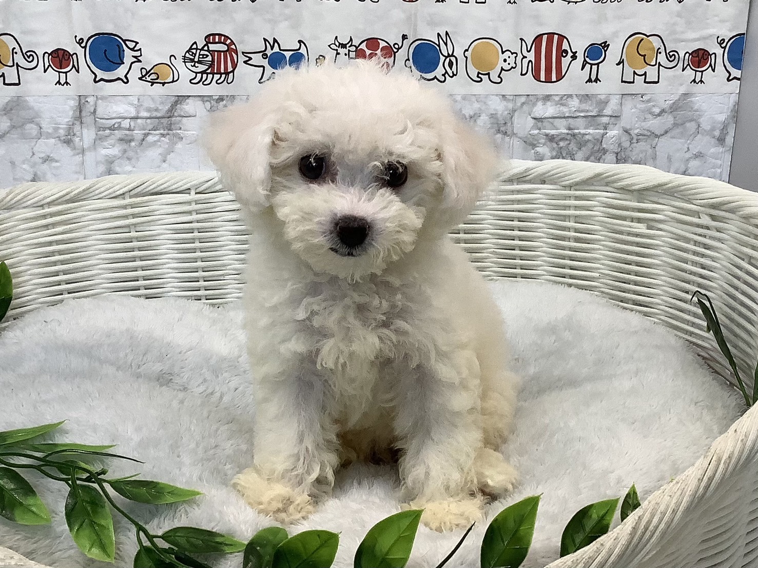 奈良県のビションフリーゼ (マルエスペット 押熊店/2025年6月13日生まれ/女の子/ホワイト)の子犬の2枚目の画像
