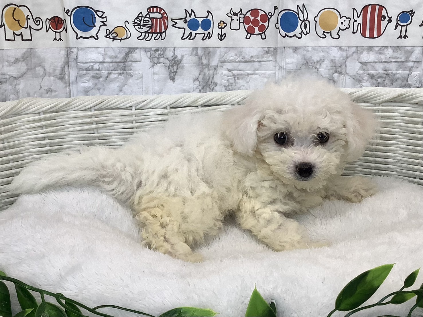 奈良県のビションフリーゼ (マルエスペット 押熊店/2025年6月13日生まれ/女の子/ホワイト)の子犬の3枚目の画像