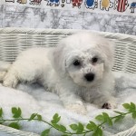奈良県のビションフリーゼ (ペットアミ生駒店/2025年6月14日生まれ/男の子/ホワイト)の子犬の2枚目の画像