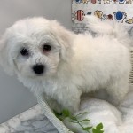 奈良県のビションフリーゼ (ペットアミ生駒店/2025年6月14日生まれ/男の子/ホワイト)の子犬の3枚目の画像