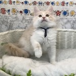 奈良県のハーフ (ペットアミ生駒店/2025年6月1日生まれ/男の子/クリームタビーホワイト)の子猫の3枚目の画像