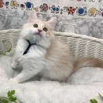 奈良県のハーフ (ペットアミ生駒店/2025年6月1日生まれ/男の子/クリームタビーホワイト)の子猫の2枚目の画像