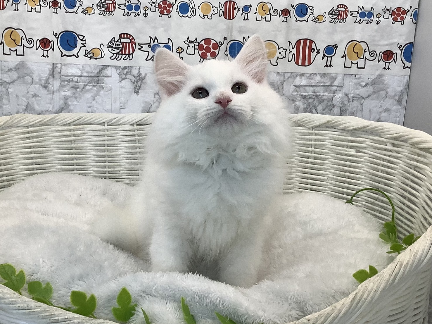 奈良県のサイベリアン (マルエスペット いかるが店/2025年5月22日生まれ/男の子/ホワイト)の子猫の4枚目の画像