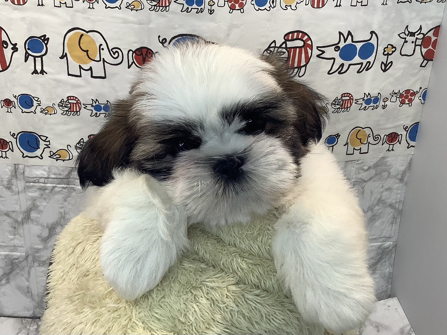 静岡県のシーズー (マルエスペット富士店/2025年6月23日生まれ/男の子/ホワイトゴールド)の子犬の3枚目の画像