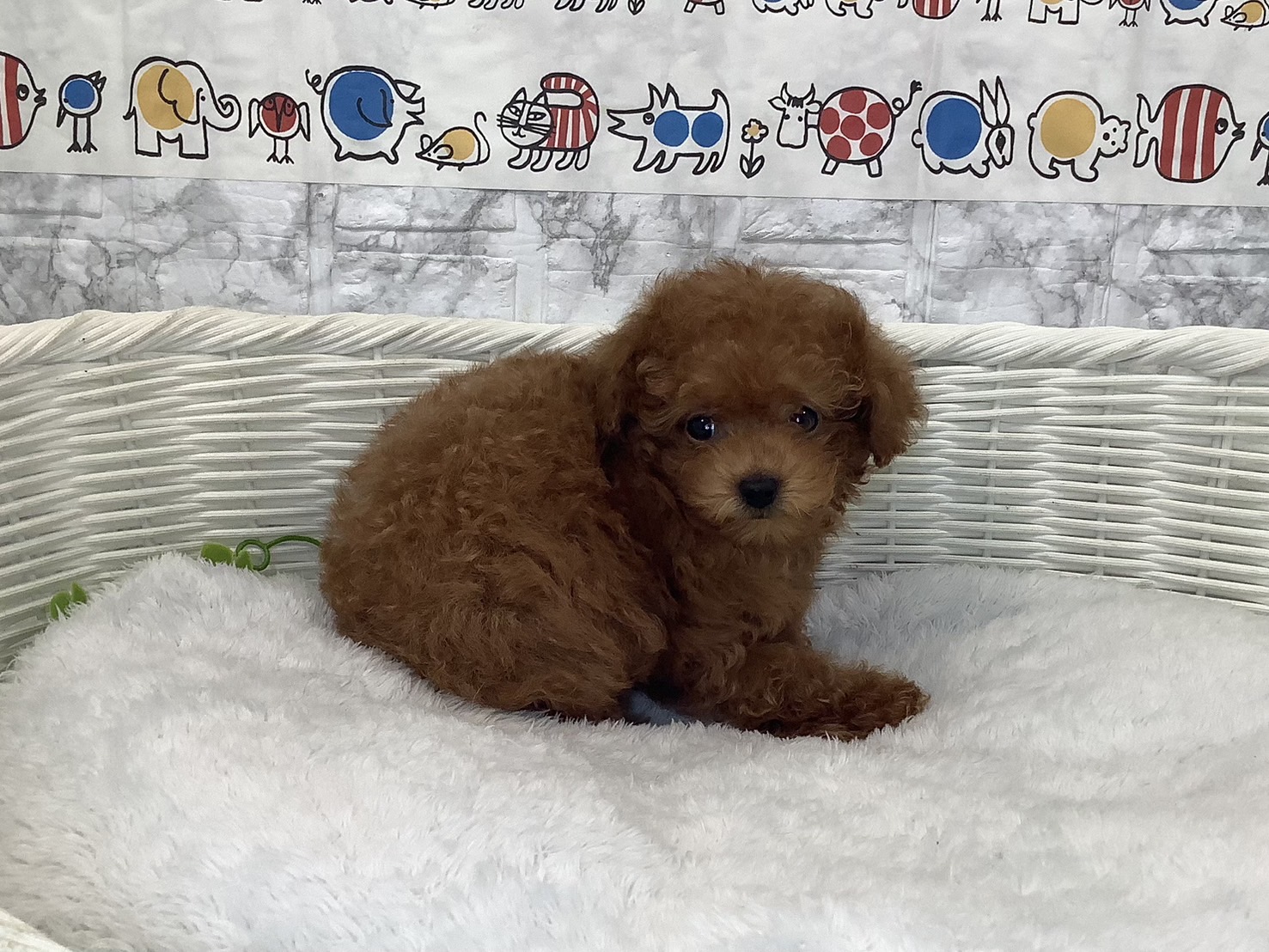 奈良県のトイプードル(トイ) (マルエスペット はんな店/2025年6月17日生まれ/女の子/レッド)の子犬の3枚目の画像