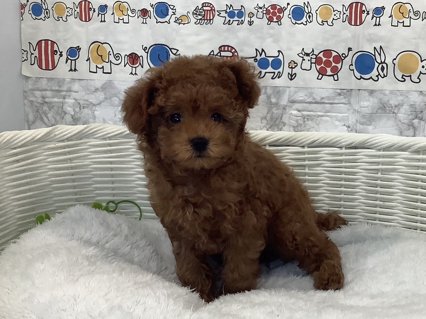 奈良県のトイプードル(トイ) (マルエスペット いかるが店/2025年6月17日生まれ/女の子/レッド)の子犬の2枚目の画像