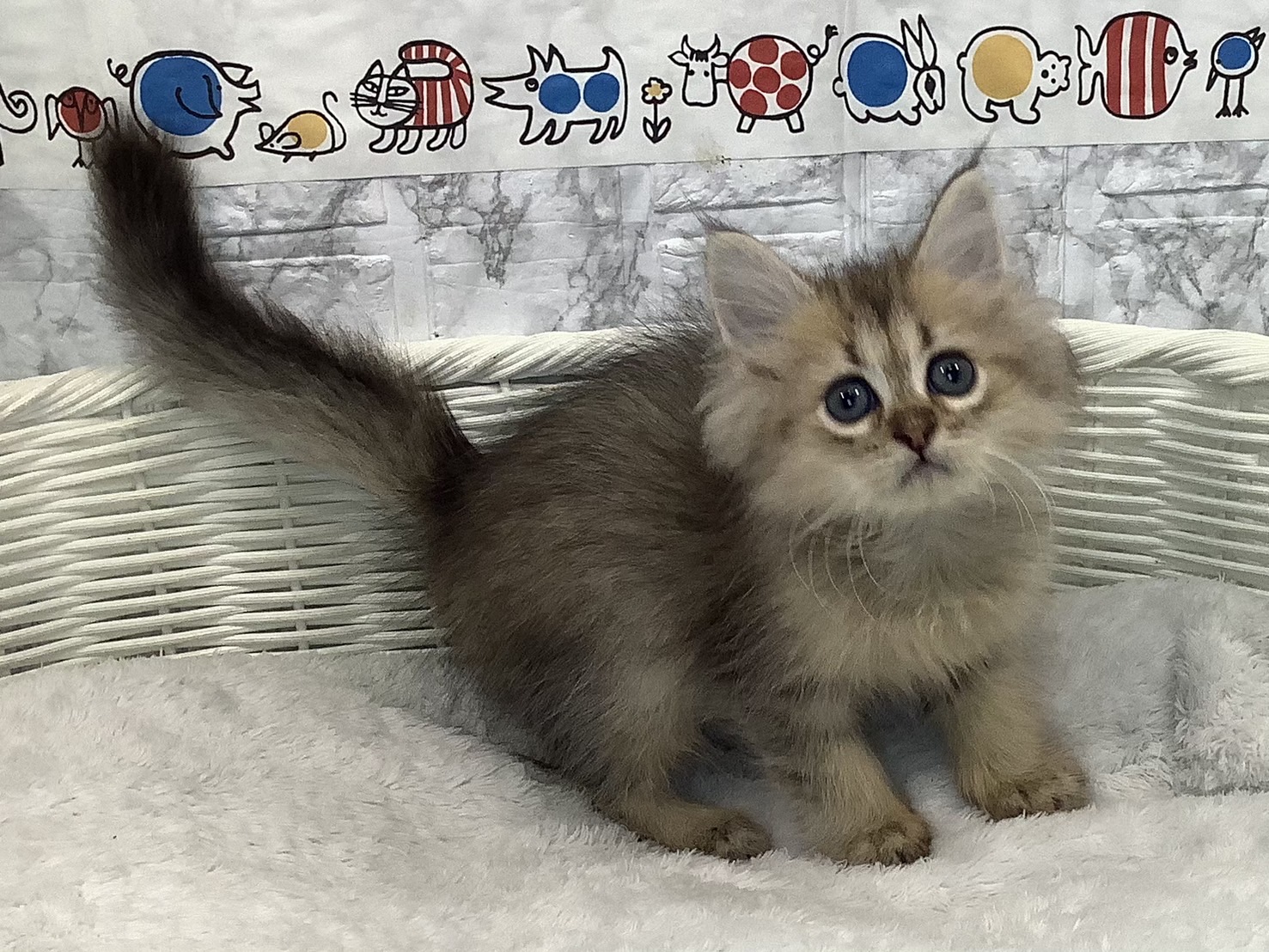 静岡県のペルシャ (マルエスペット富士店/2025年6月26日生まれ/男の子/チンチラゴールデン)の子猫の2枚目の画像