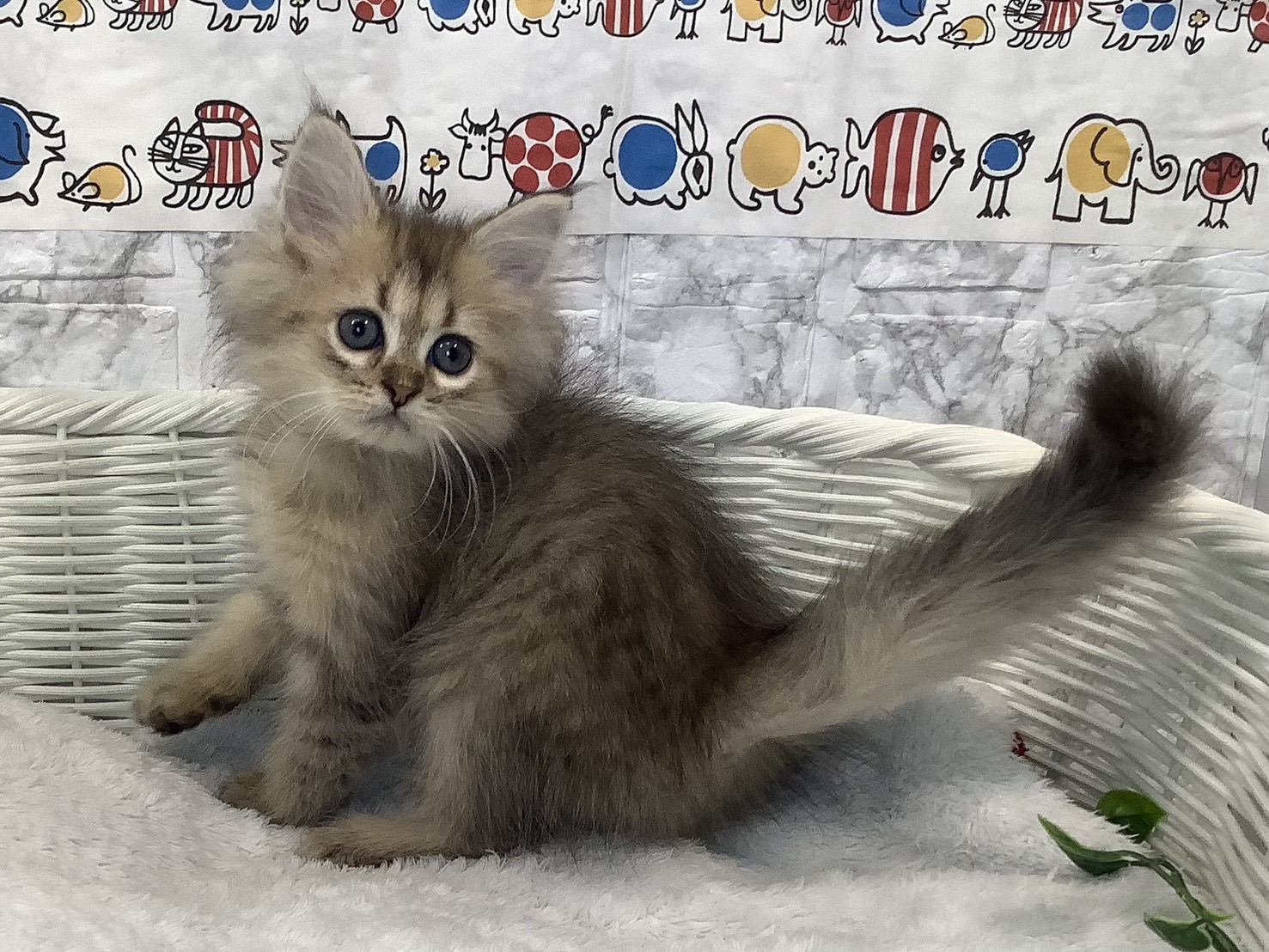静岡県のペルシャ (マルエスペット富士店/2025年6月26日生まれ/男の子/チンチラゴールデン)の子猫の3枚目の画像