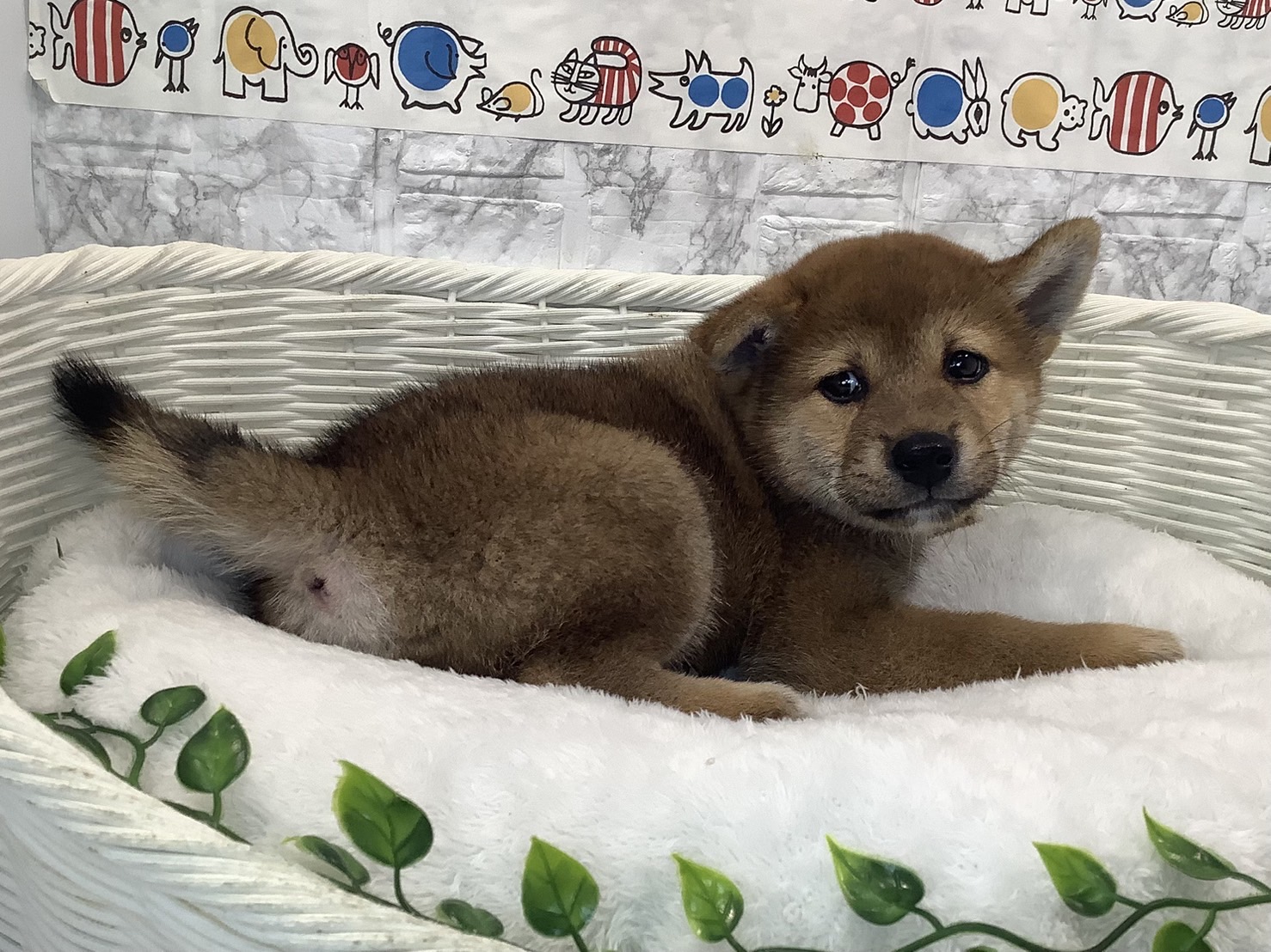 千葉県の柴犬(標準サイズ) (マルエスペット千鳥町店/2025年6月30日生まれ/男の子/赤)の子犬の2枚目の画像
