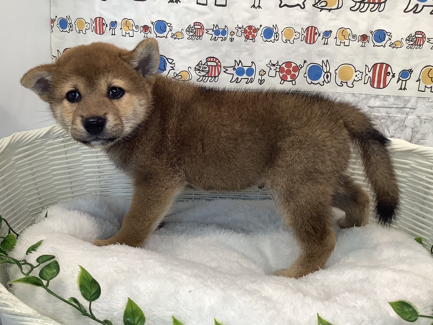 千葉県の柴犬(標準サイズ) (マルエスペット千鳥町店/2025年6月30日生まれ/男の子/赤)の子犬の3枚目の画像