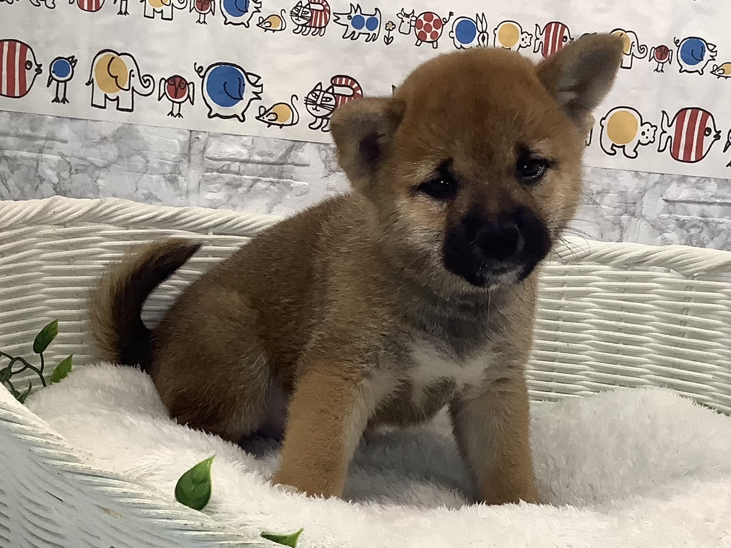 静岡県の柴犬(標準サイズ) (マルエスペットホームアシスト店/2025年6月28日生まれ/男の子/赤)の子犬の2枚目の画像
