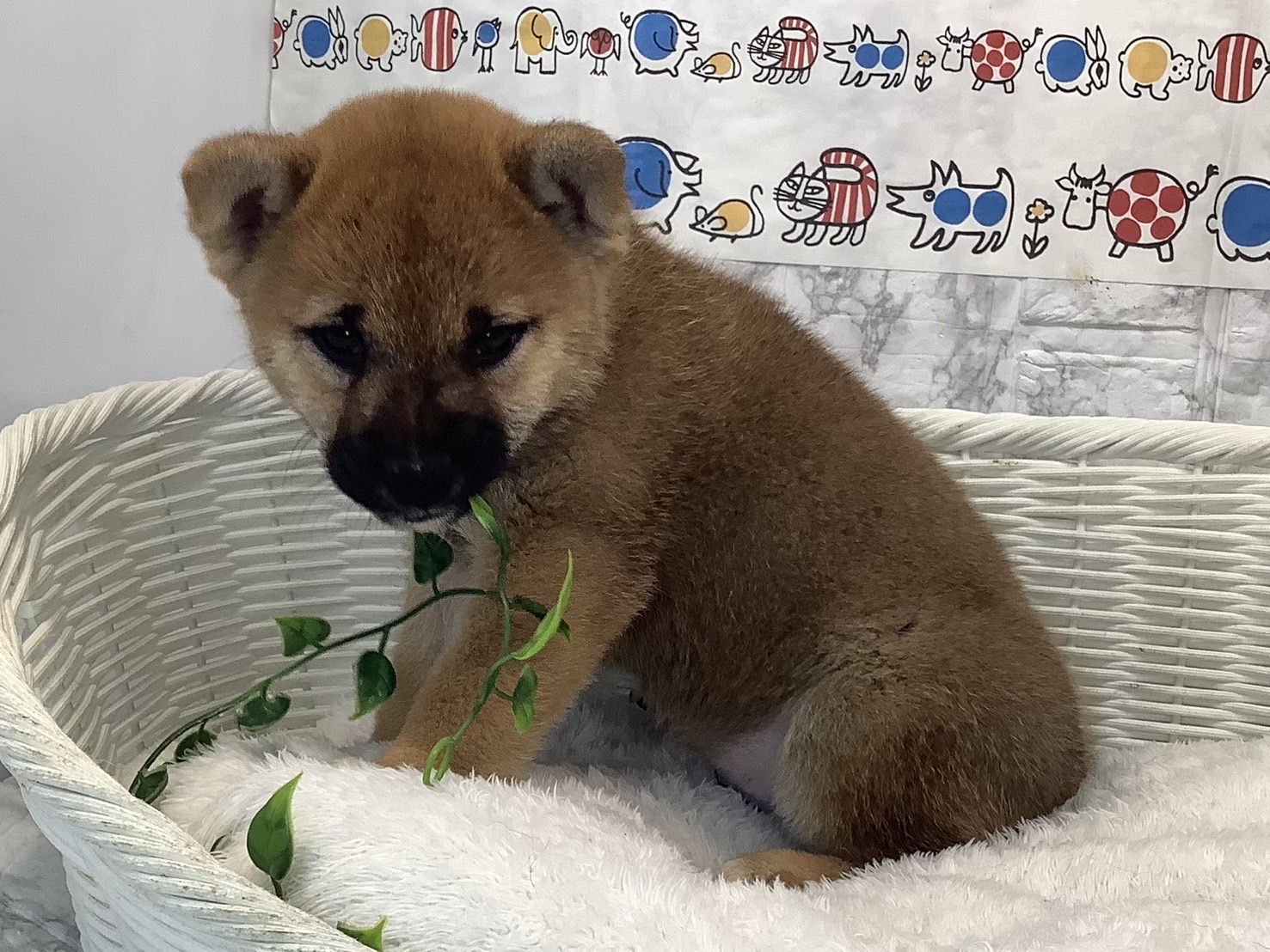 静岡県の柴犬(標準サイズ) (マルエスペットホームアシスト店/2025年6月28日生まれ/男の子/赤)の子犬の3枚目の画像