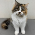 静岡県のスコティッシュフォールド (マルエスペット富士見台店/2025年3月22日生まれ/女の子/キャリコ)の子猫の3枚目の画像