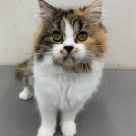 静岡県のスコティッシュフォールド (マルエスペット富士見台店/2025年3月22日生まれ/女の子/キャリコ)の子猫の4枚目の画像