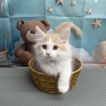 千葉県のハーフ (マルエスペット千鳥町店/2025年7月5日生まれ/男の子/クリームタビーホワイト)の子猫の1枚目の画像