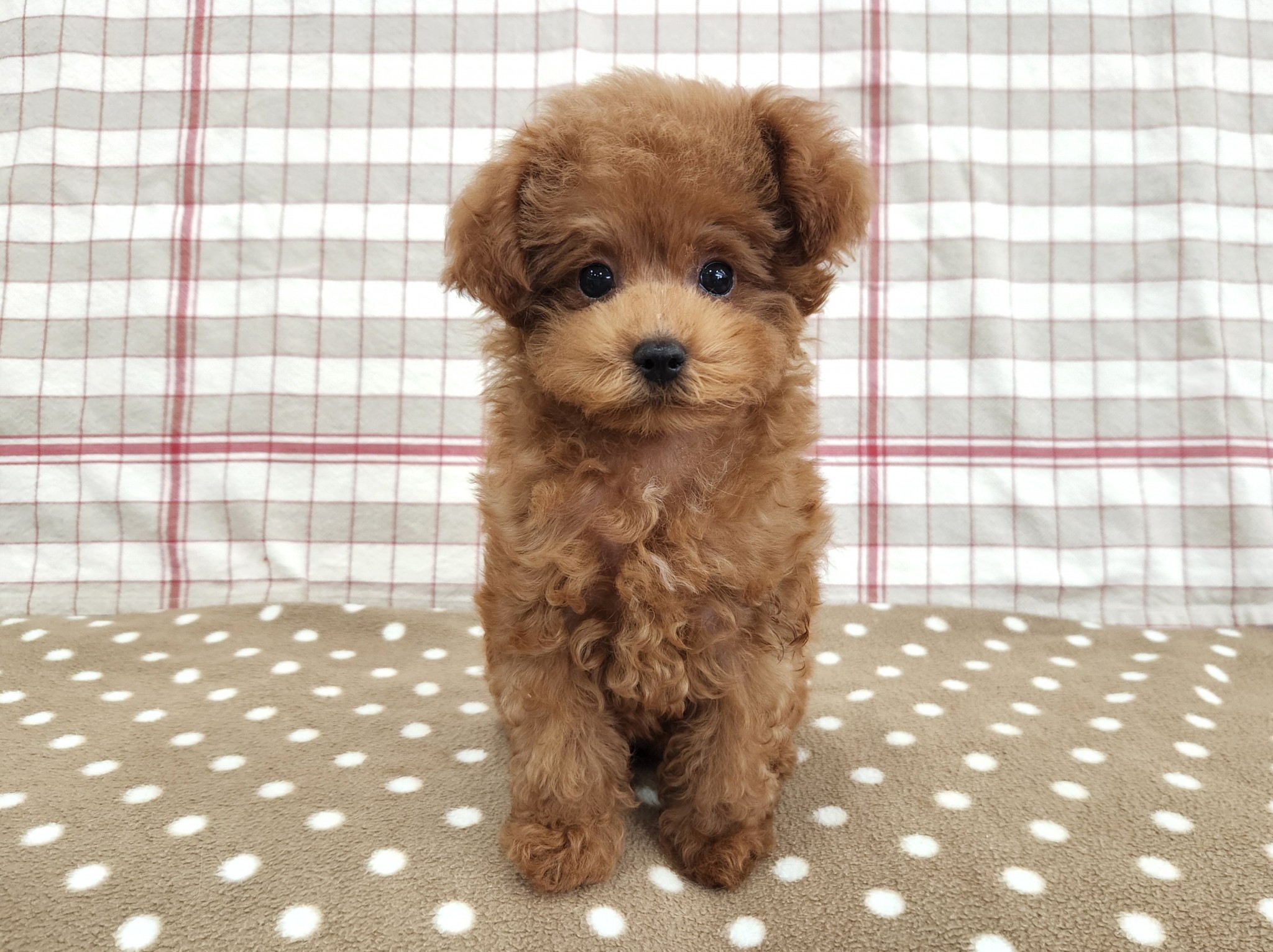 奈良県のトイプードル(トイ) (マルエスペット いかるが店/2025年6月17日生まれ/女の子/レッド)の子犬の4枚目の画像