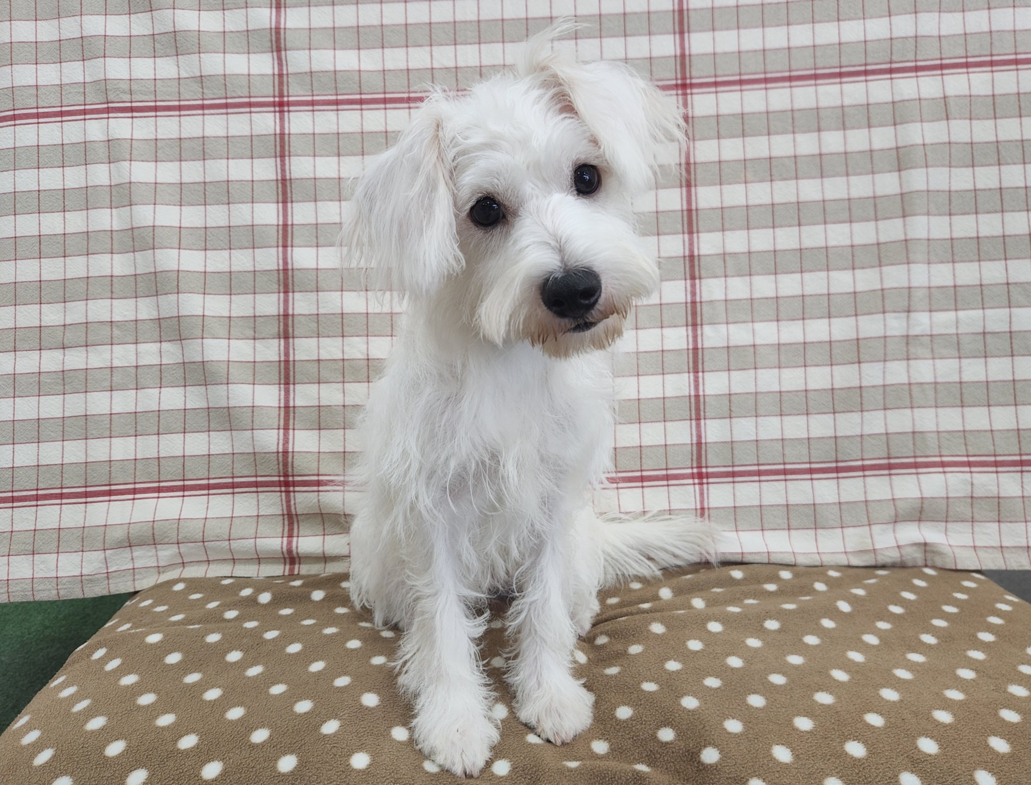 奈良県のハーフ犬・ミックス犬 (マルエスペット いかるが店/2025年3月29日生まれ/女の子/ホワイト)の子犬の4枚目の画像