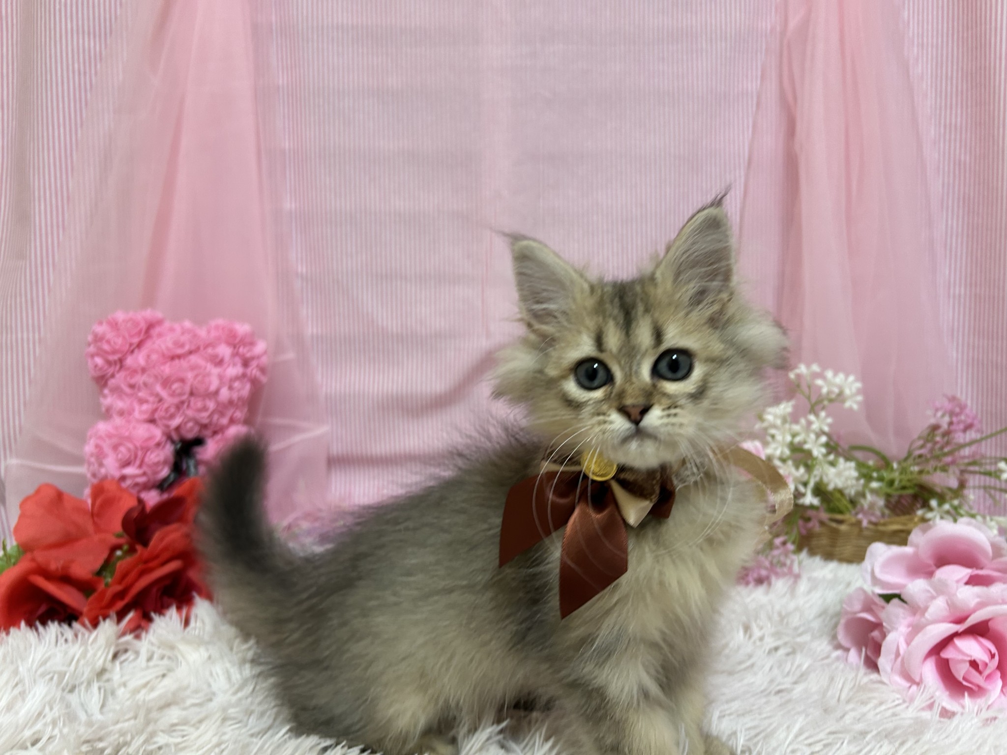 静岡県のペルシャ (マルエスペット富士店/2025年6月26日生まれ/男の子/チンチラゴールデン)の子猫の4枚目の画像