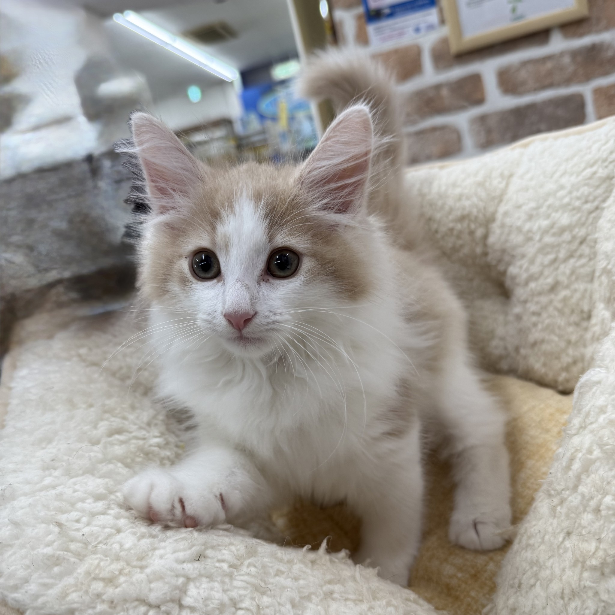 静岡県のノルウェージャンフォレストキャット (マルエスペット御殿場店/2025年7月7日生まれ/男の子/クリームタビーホワイト)の子猫の3枚目の画像