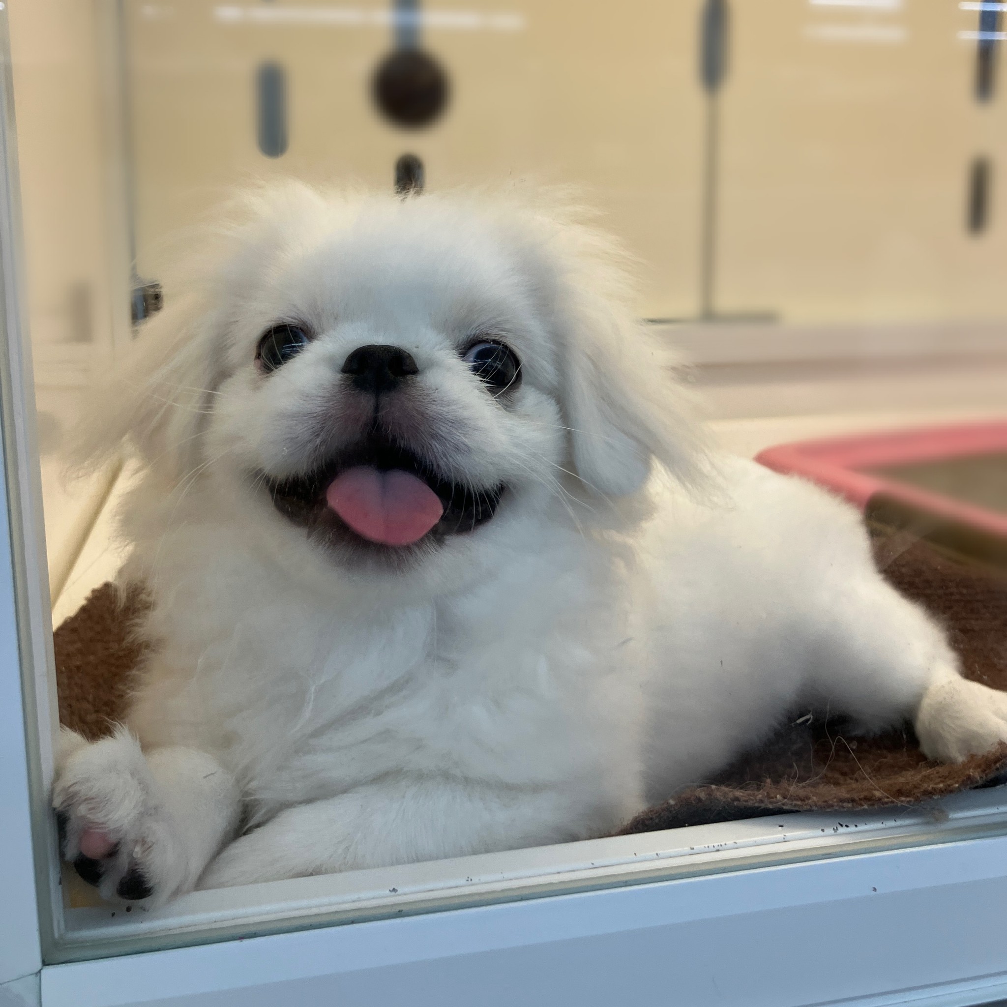 奈良県のペキニーズ (ペットアミ生駒店/2025年5月10日生まれ/男の子/クリーム)の子犬の4枚目の画像