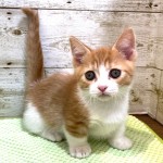 奈良県のマンチカン (マルエスペット ヒルステップ生駒店/2025年7月3日生まれ/男の子/レッドマッカレルタビー/ホワイト)の子猫の3枚目の画像