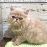 奈良県のエキゾチック (マルエスペット ヒルステップ生駒店/2025年7月5日生まれ/男の子/クリームタビー)の子猫の2枚目の画像