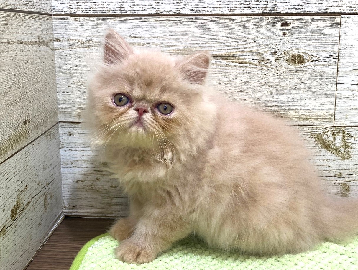 奈良県のエキゾチック (マルエスペット ヒルステップ生駒店/2025年7月5日生まれ/男の子/クリームタビー)の子猫の2枚目の画像