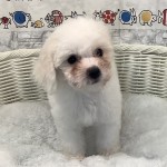 奈良県のビションフリーゼ (マルエスペット いかるが店/2025年7月5日生まれ/男の子/ホワイト)の子犬の1枚目の画像