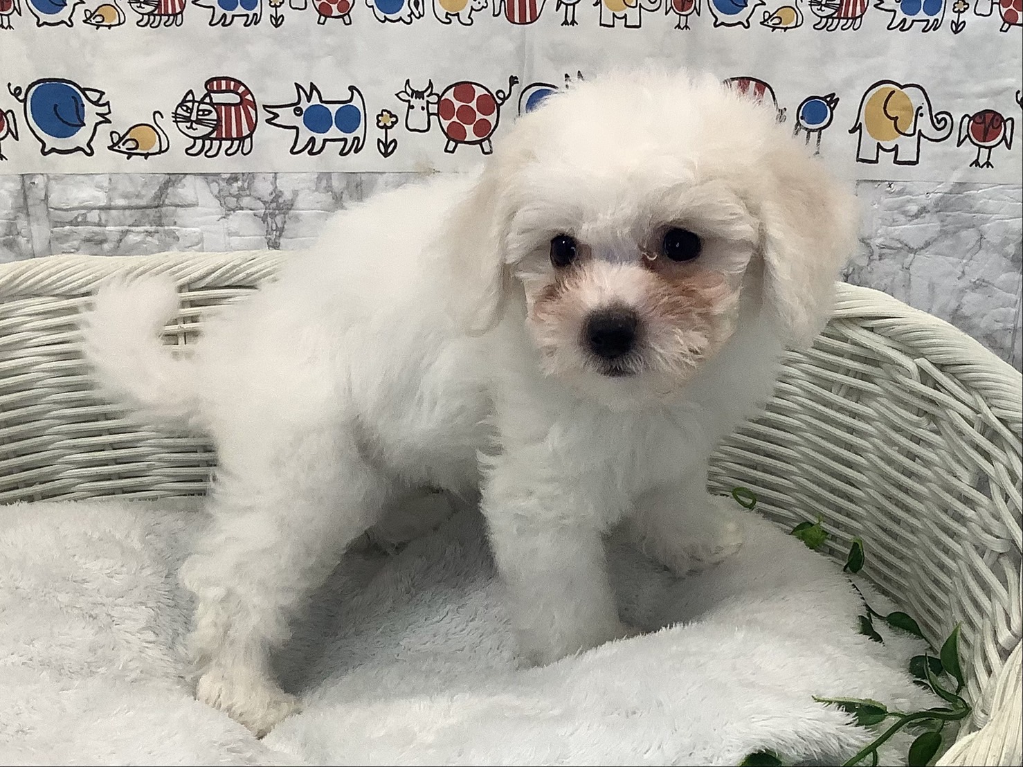 奈良県のビションフリーゼ (マルエスペット いかるが店/2025年7月5日生まれ/男の子/ホワイト)の子犬の2枚目の画像