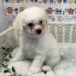 奈良県のビションフリーゼ (マルエスペット いかるが店/2025年7月5日生まれ/男の子/ホワイト)の子犬の3枚目の画像